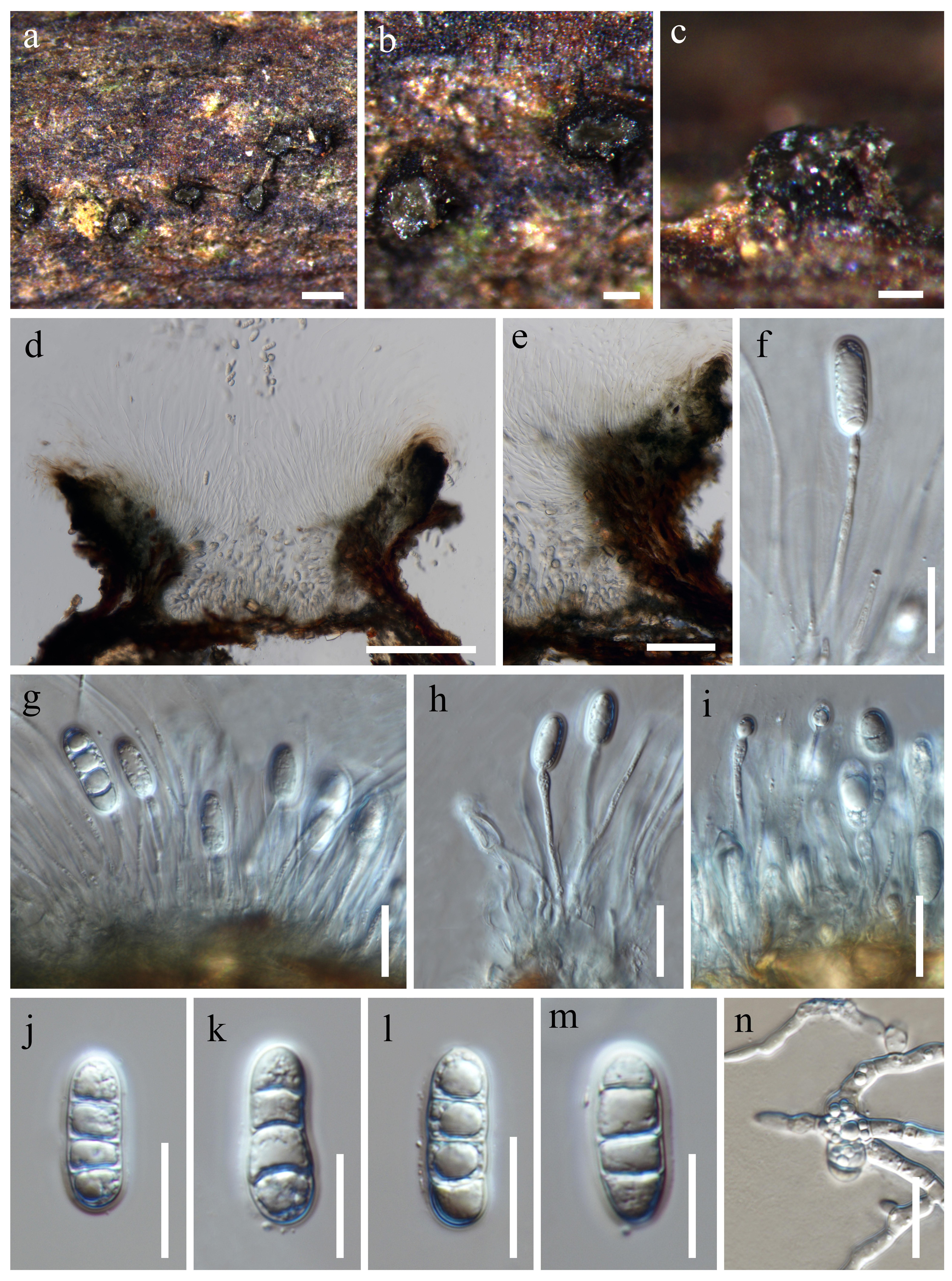 Figure 51